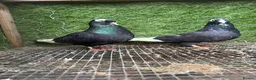 Pigeons birds for sale: 35 Mix  pigeon for sale - Advert 26