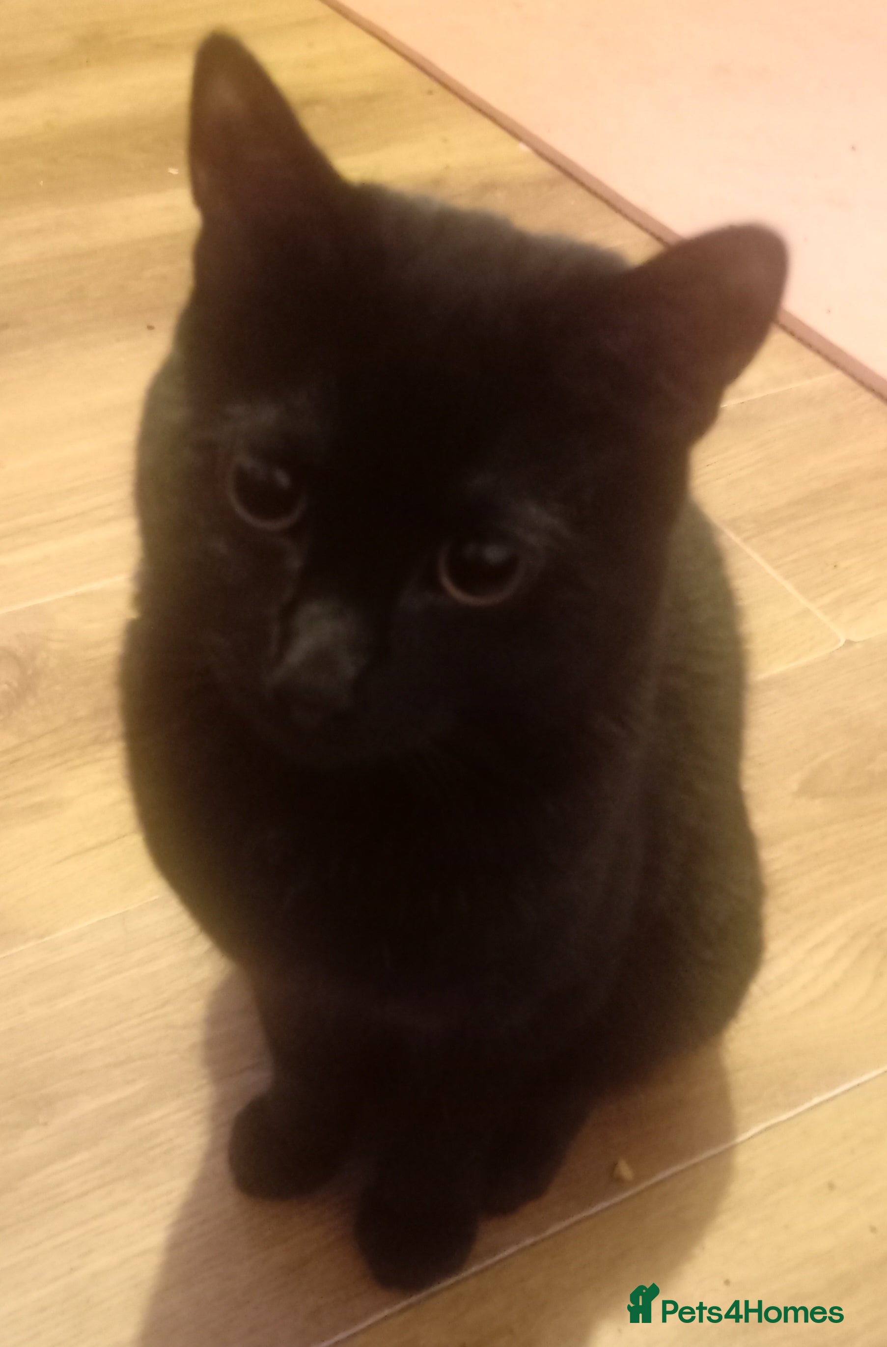 Mixed Breed cats 7 month old male kitten  - Advert 2