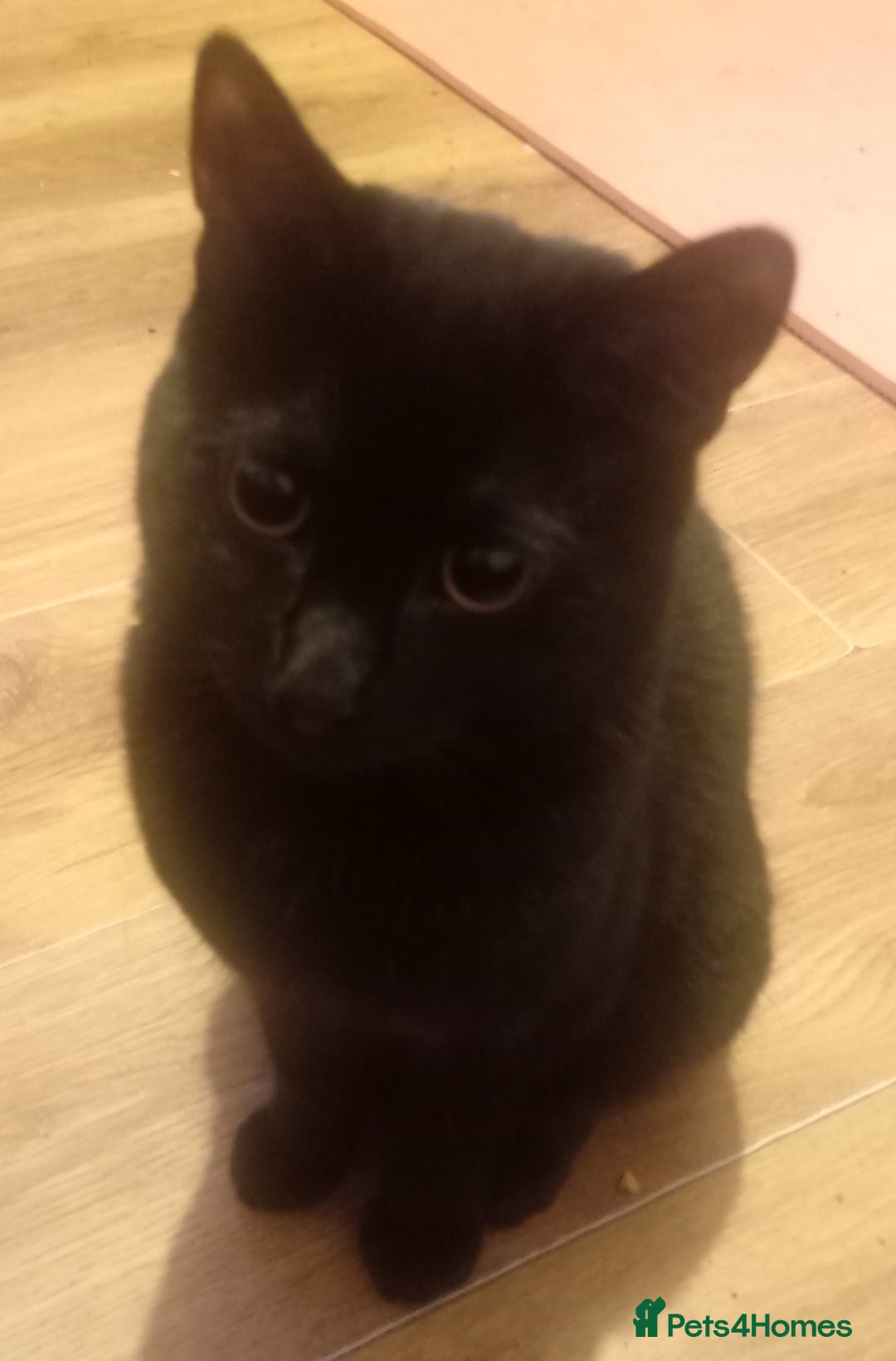 Mixed Breed cats for sale: 7 month old male kitten  - Advert 1