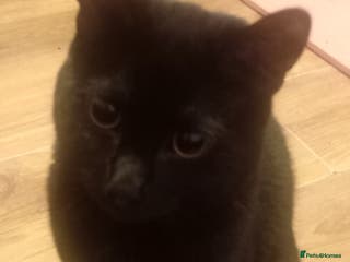 Mixed Breed cats 7 month old male kitten - Advert 2