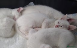 Mixed Breed cats for sale: Beautiful kittens with blue eyes 💙  - Image 5