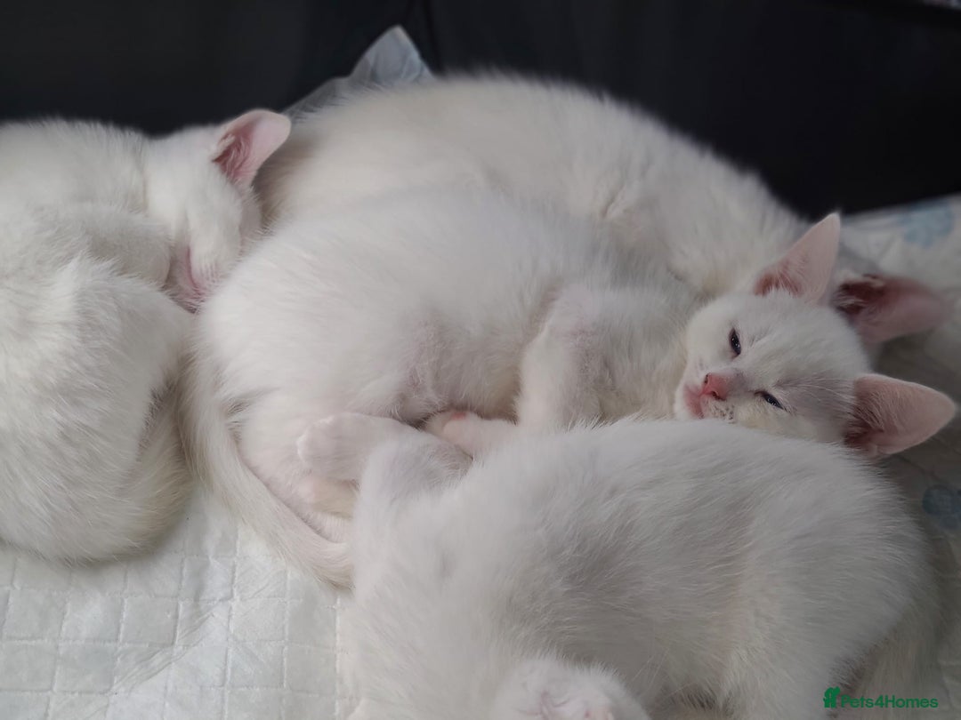 Mixed Breed cats for sale: Beautiful kittens with blue eyes 💙  - Image 5