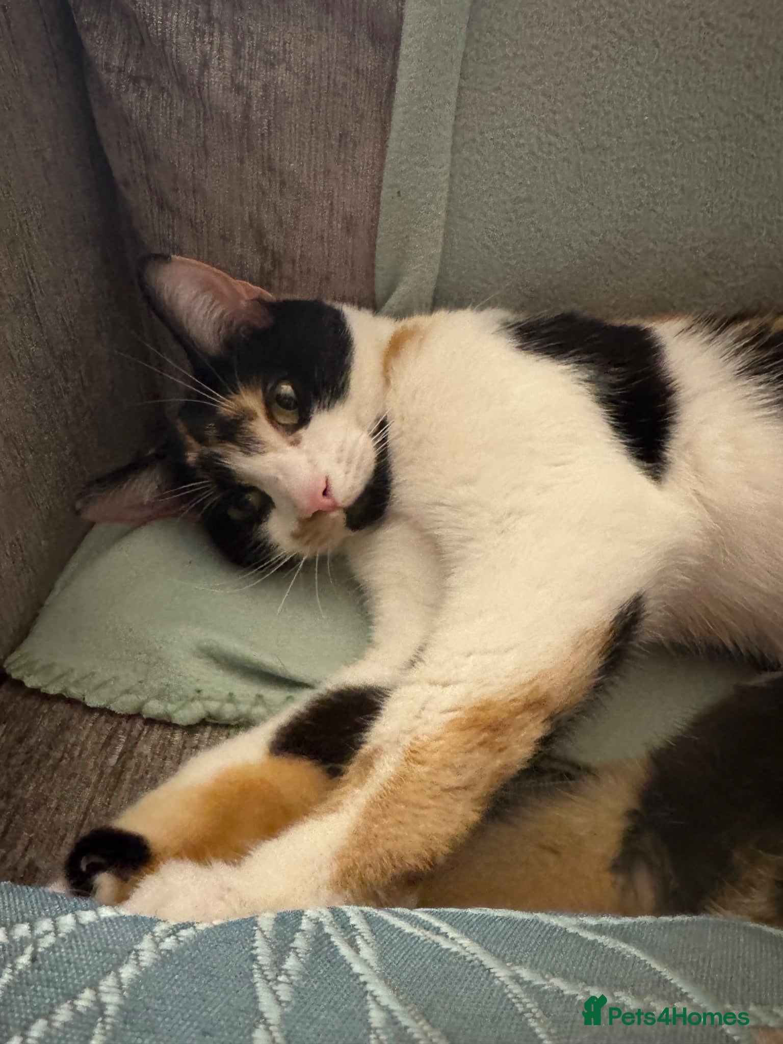 Mixed Breed cats Female cat for rehoming  - Advert 5