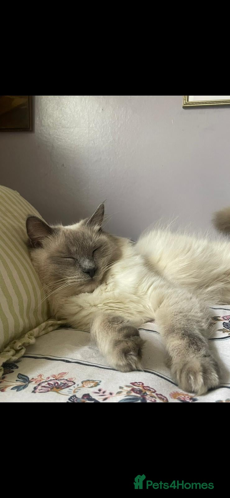 Ragdoll cats Ragdoll cats  - Advert 1