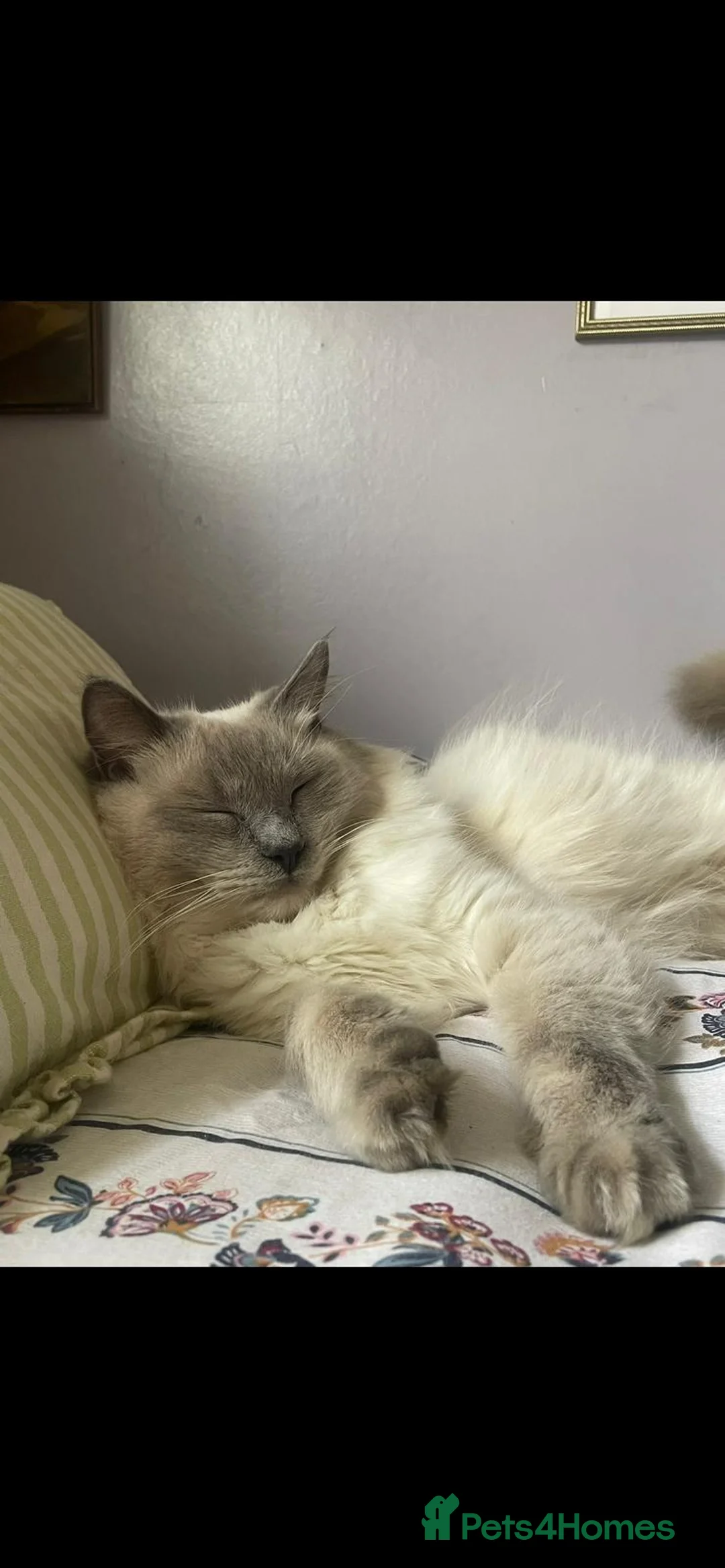 Ragdoll cats for sale: Ragdoll cats  - Advert 1