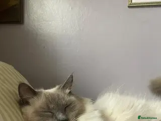 Ragdoll cats Ragdoll cats - Advert 6