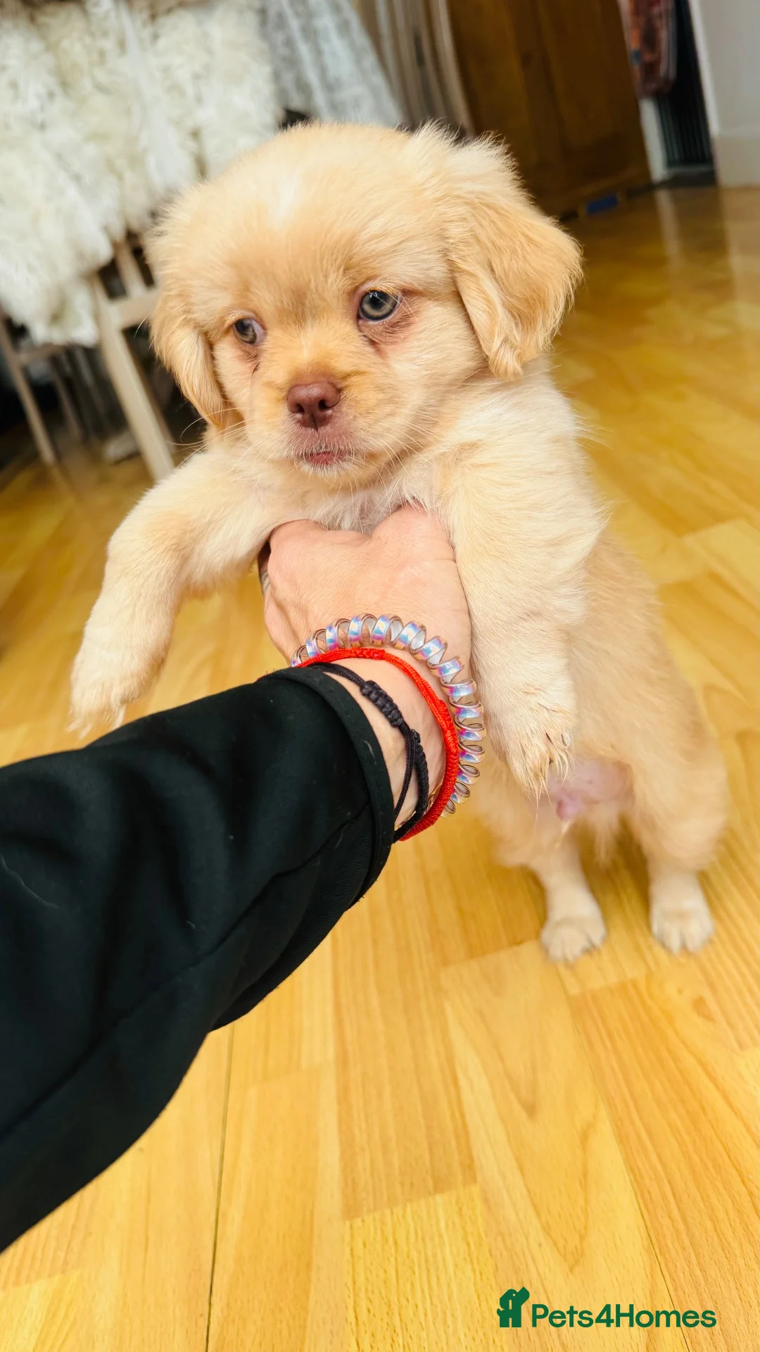 Pekingese dogs for sale: Puppies  in Portsmouth - Advert 2