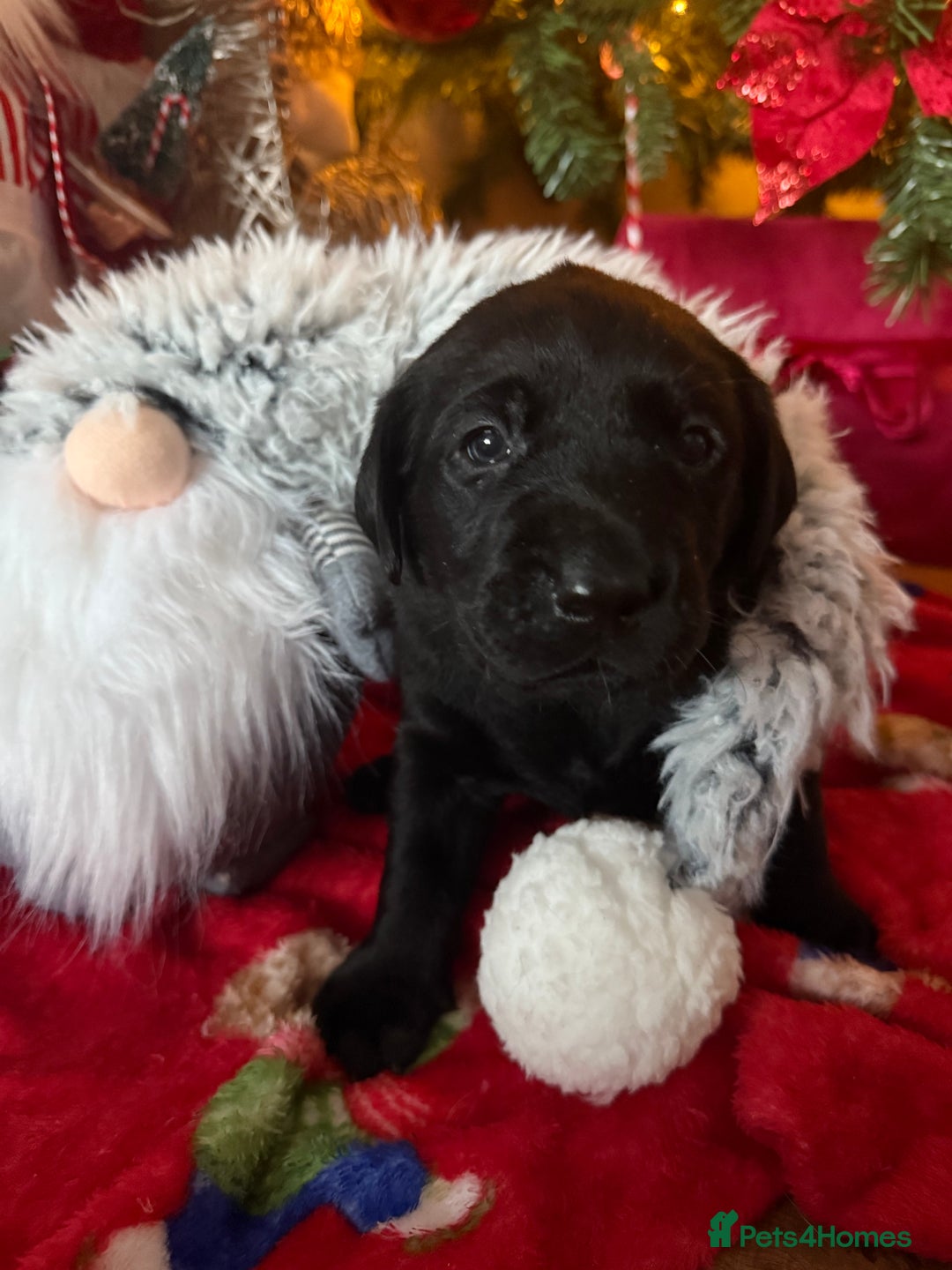 Labrador Retriever dogs for sale: (REDUCED) KC registered Labradors  - Advert 26