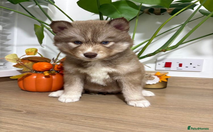 Siberian Husky dogs - Advert 5