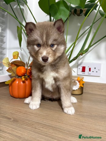 Siberian Husky dogs - Advert 5