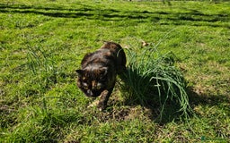 Scottish Fold cats for sale: Tortie girl, wonderful personality, 1.5years old - Advert 11