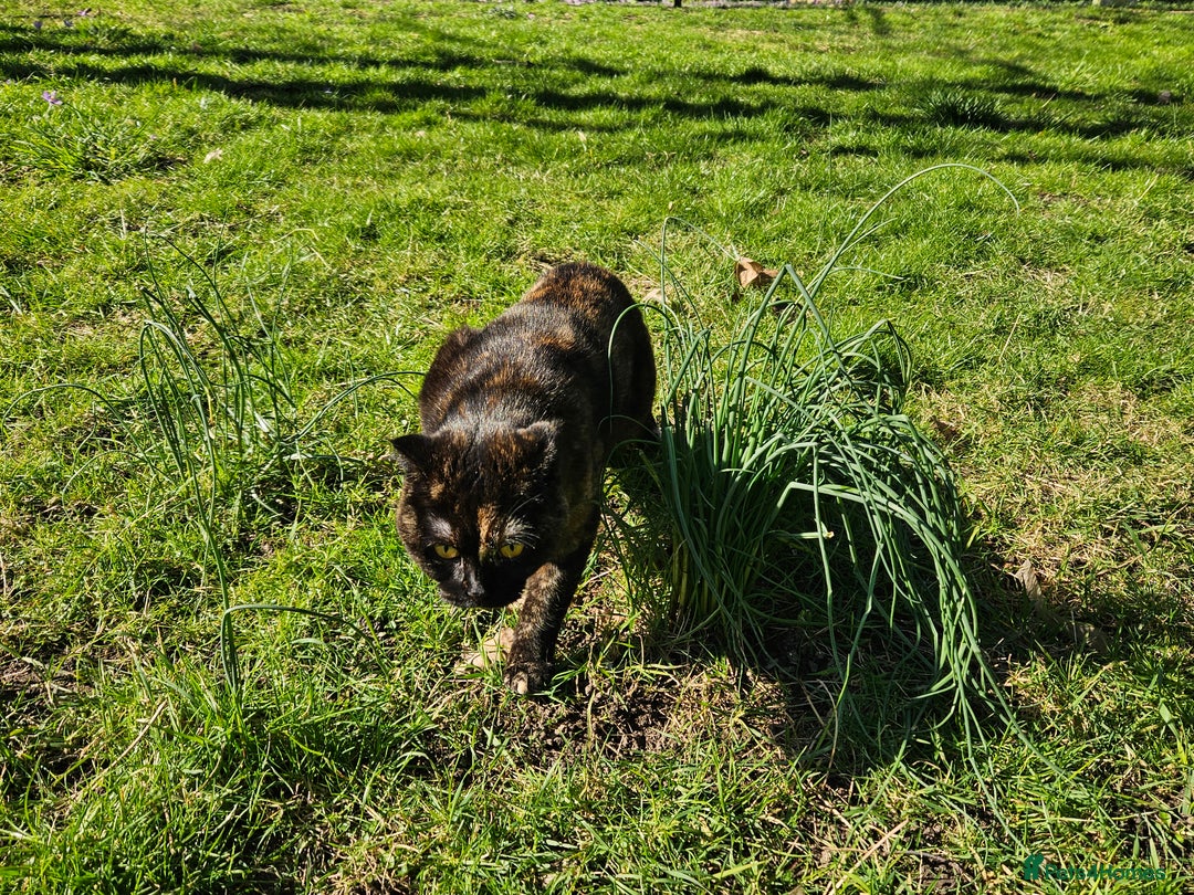 Scottish Fold cats for sale: Tortie girl, wonderful personality, 1.5years old - Advert 11