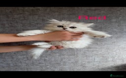 Scottish Fold cats for sale: 💞Beautiful Scottish Fold and Straight kittens🐾 - Image 26