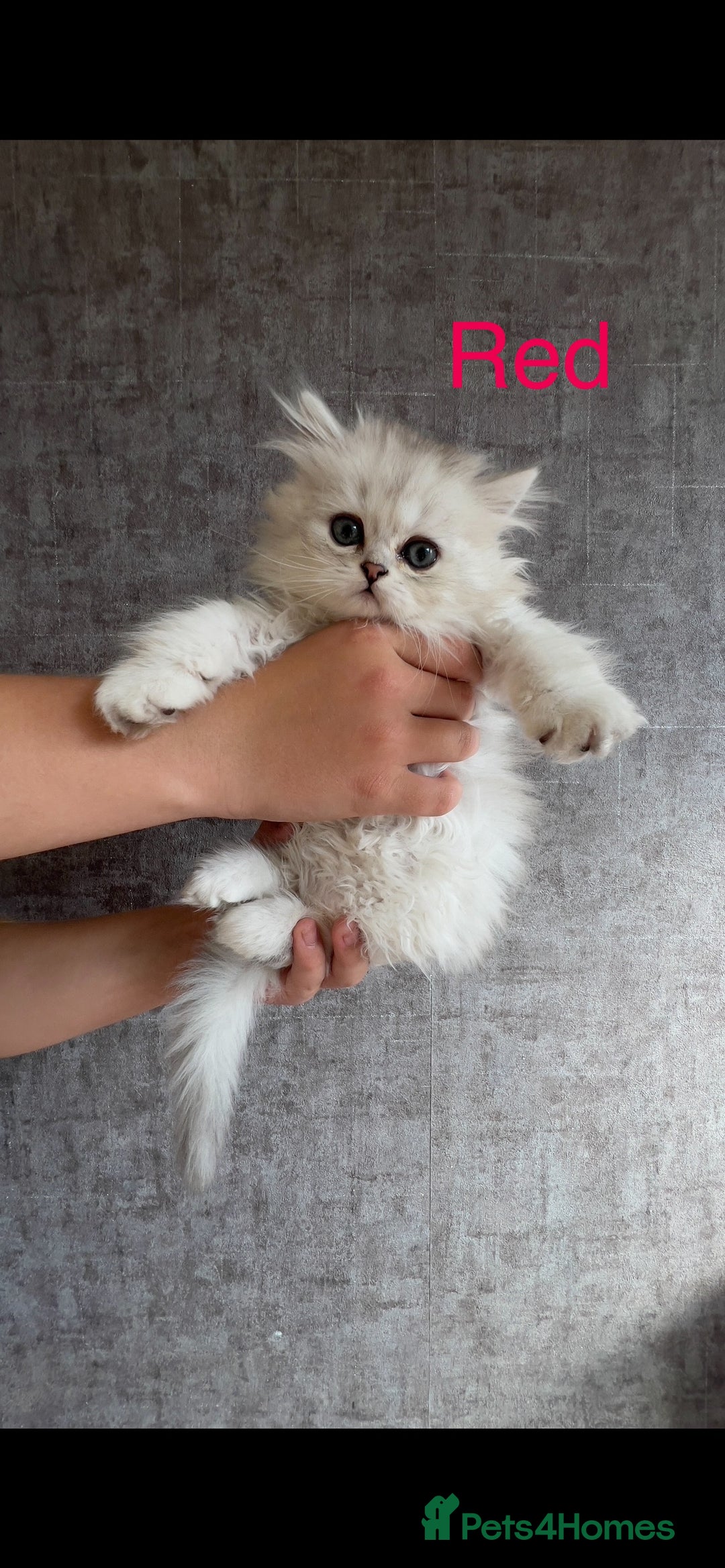 Scottish Fold cats for sale: 💞Beautiful Scottish Fold and Straight kittens🐾 - Image 26