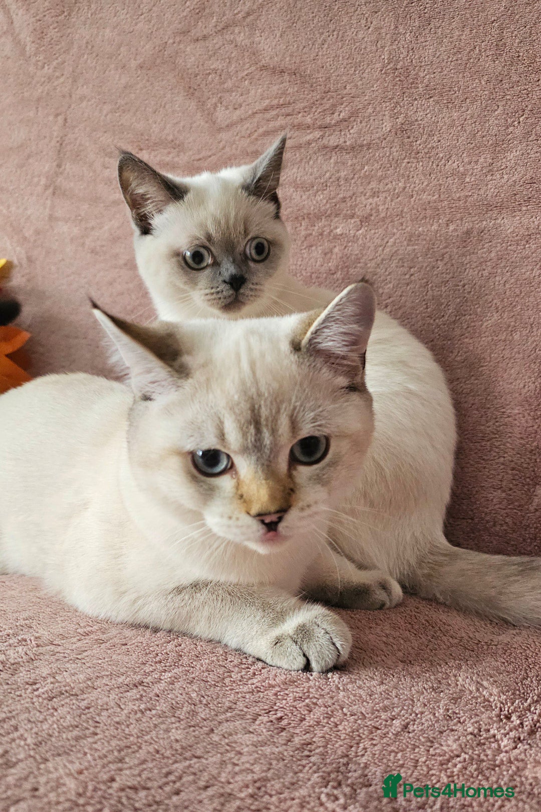 Scottish Fold cats for sale: 😸 Scottish Fold pedigree kittens😸 - Advert 29