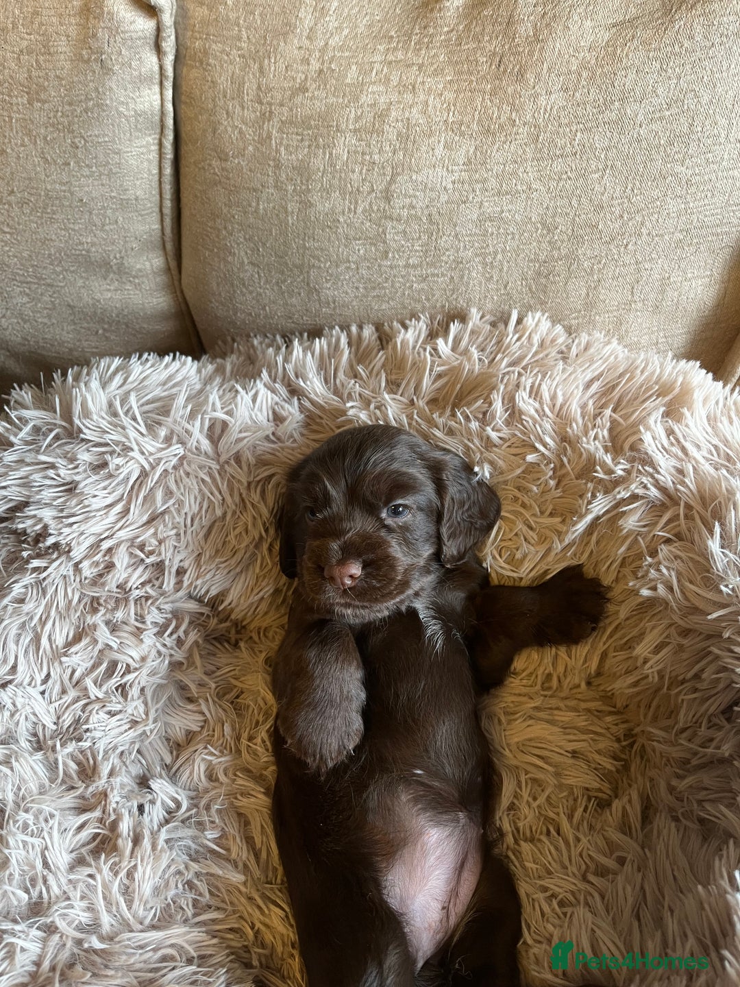 Cocker Spaniel dogs for sale: Beautiful Cocker Spaniels  - Image 12