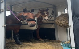 Other Breed horses for sale: 4yo Mare - 15.1hh - Safe, Sane & Sweet  - Image 5