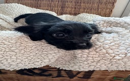 Cavapoo dogs for sale: Cavalier King Charles  - Image 2