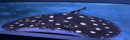 Other/Mixed Breed fish for sale: Fresh water stingray pair  in Weston-super-Mare - Advert 5