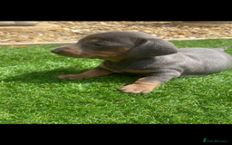 Miniature Dachshund dogs for sale: Miniture dachshund puppies - Image 11
