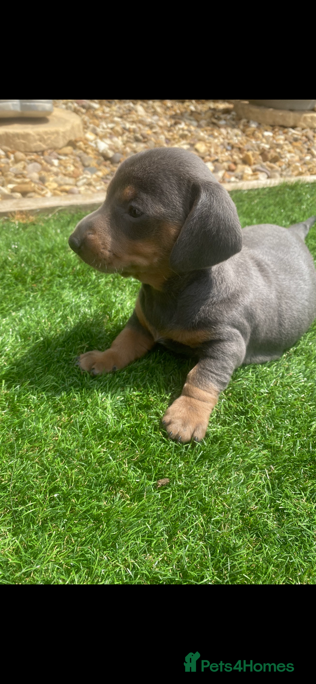 Miniature Dachshund dogs for sale: Miniture dachshund puppies - Image 11