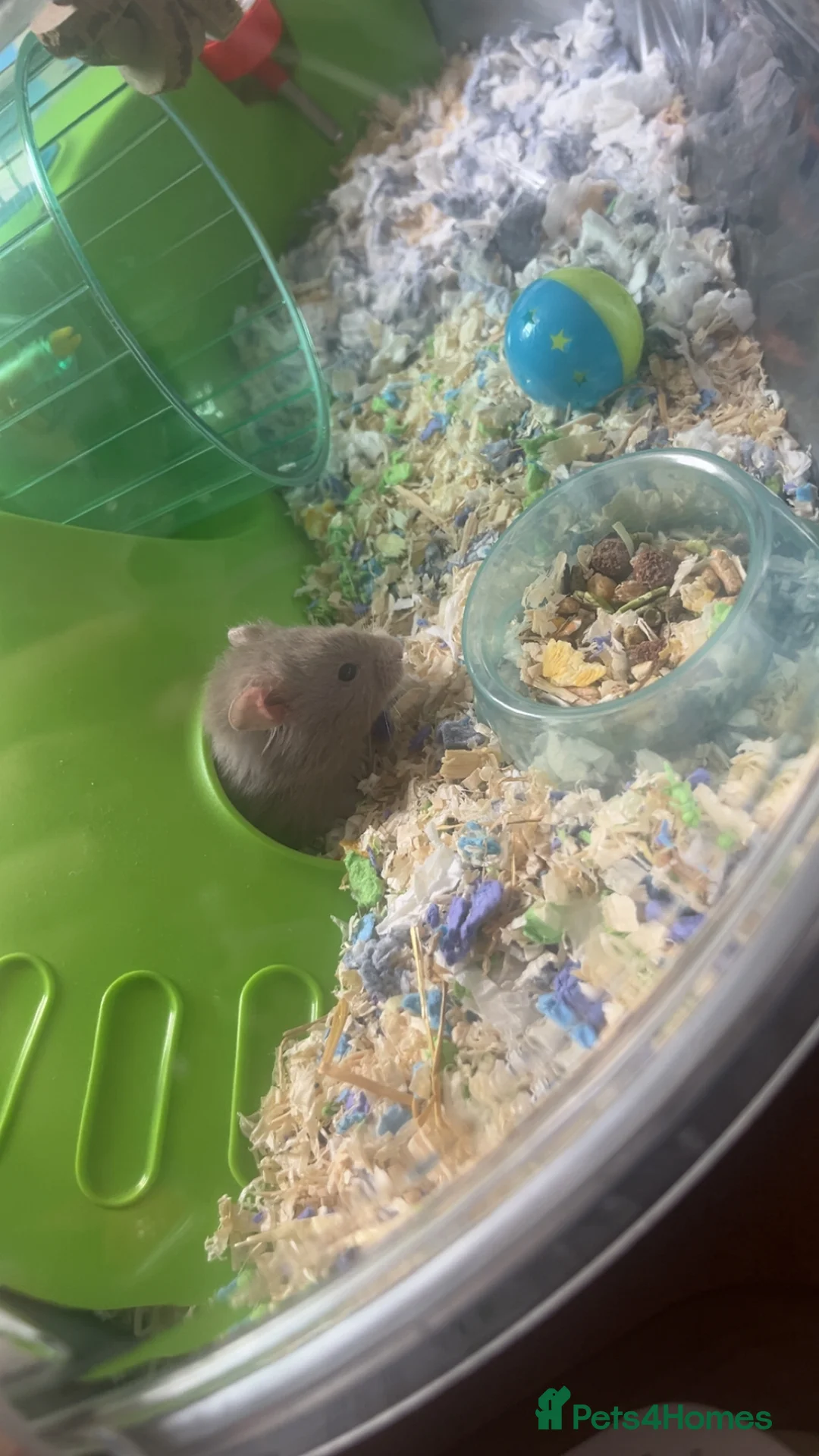 Hamster rodents for sale: Male Hamster in Middlesbrough - Advert 3