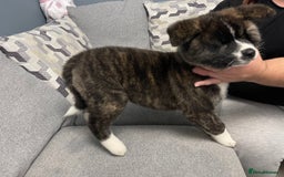 Japanese Akita Inu dogs for sale: Japonese Akita Inu - Advert 13