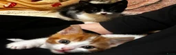 Domestic Shorthair cats for sale: Exceptionally friendly cute kittens for sale in Glasgow - Advert 13