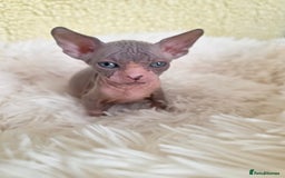 Sphynx cats for sale: Adorable Sphynx kittens💝🐈‍⬛🐈 - Image 11