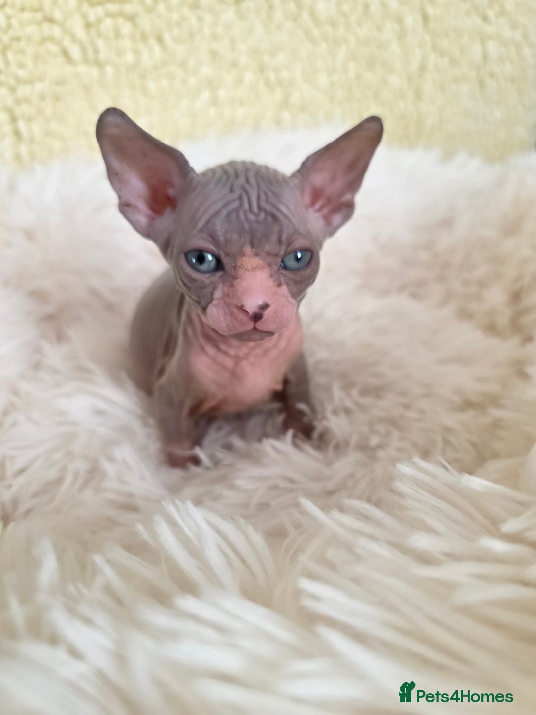 Sphynx cats for sale: Adorable Sphynx kittens💝🐈‍⬛🐈 - Image 11