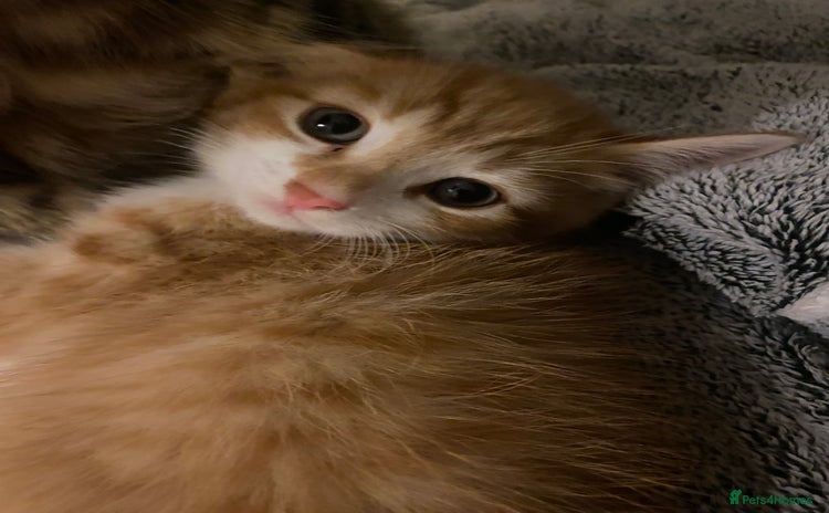 American Shorthair cats - Advert 2
