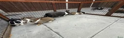 Dutch rabbits for sale: Baby Dutch Rabbits For Sale  - Advert 4