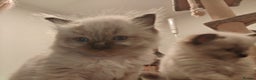 Ragdoll cats for sale: Beautiful Kittens for Sale - Advert 6