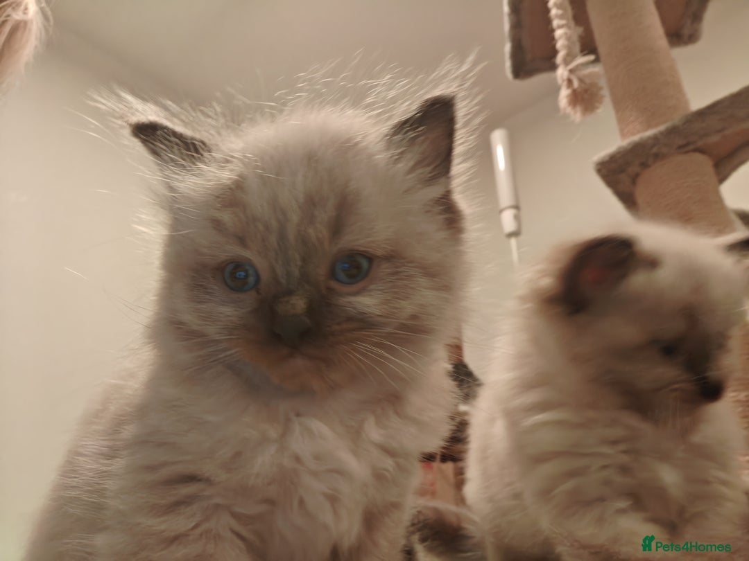 Ragdoll cats for sale: Beautiful Kittens for Sale - Advert 6