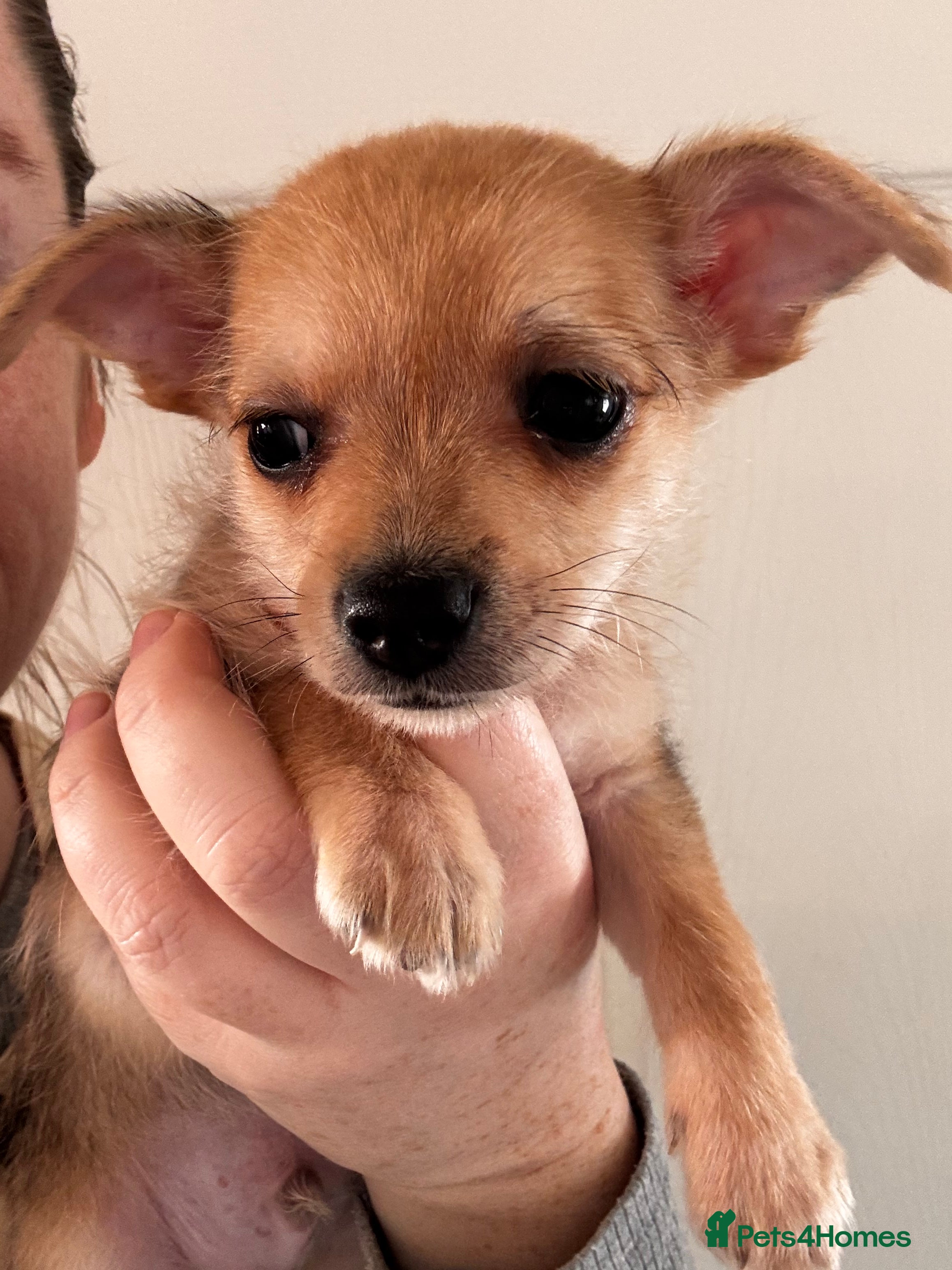 Chorkie dogs 2 male chorkie puppies for sale - Advert 1