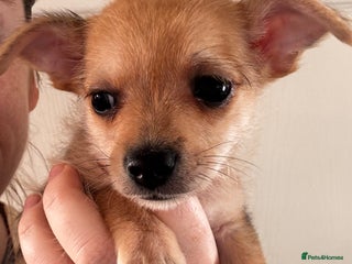 Chorkie dogs 2 male chorkie puppies for sale - Advert 1