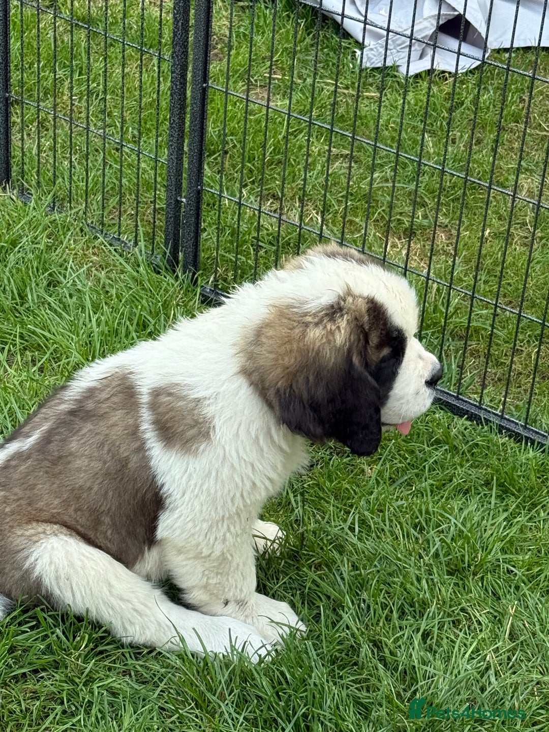 Saint Bernard dogs for sale: Rough male ready to leave  - Image 3