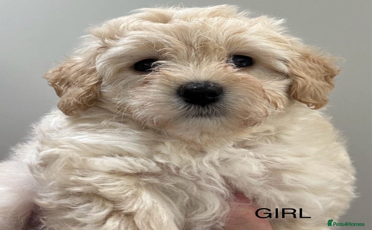 Maltipoo dogs - Advert 1