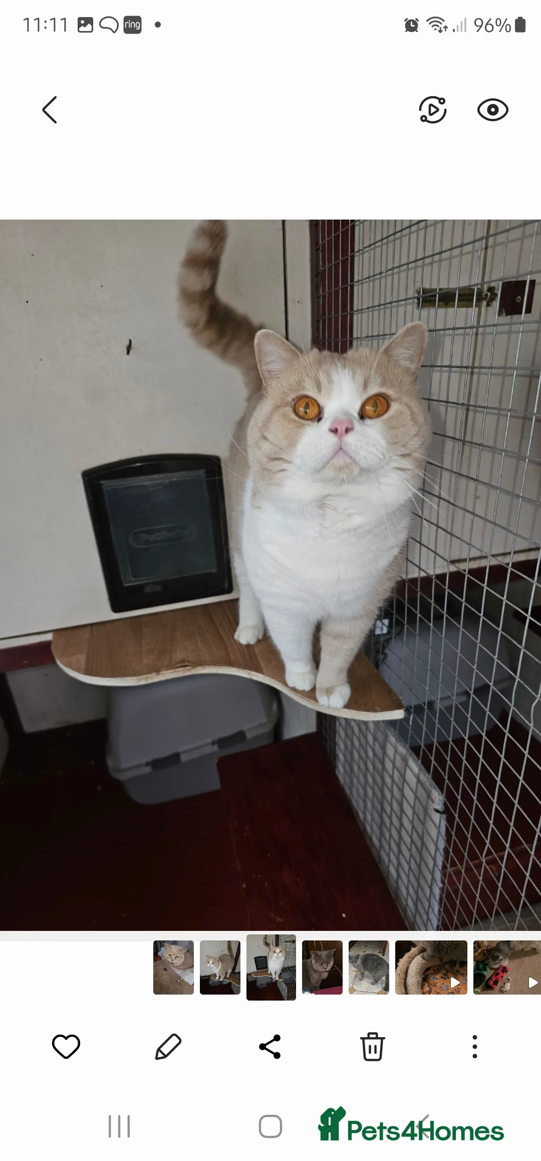 British Shorthair cats for stud: Cream and White bi-color boy for Stud - Advert 2
