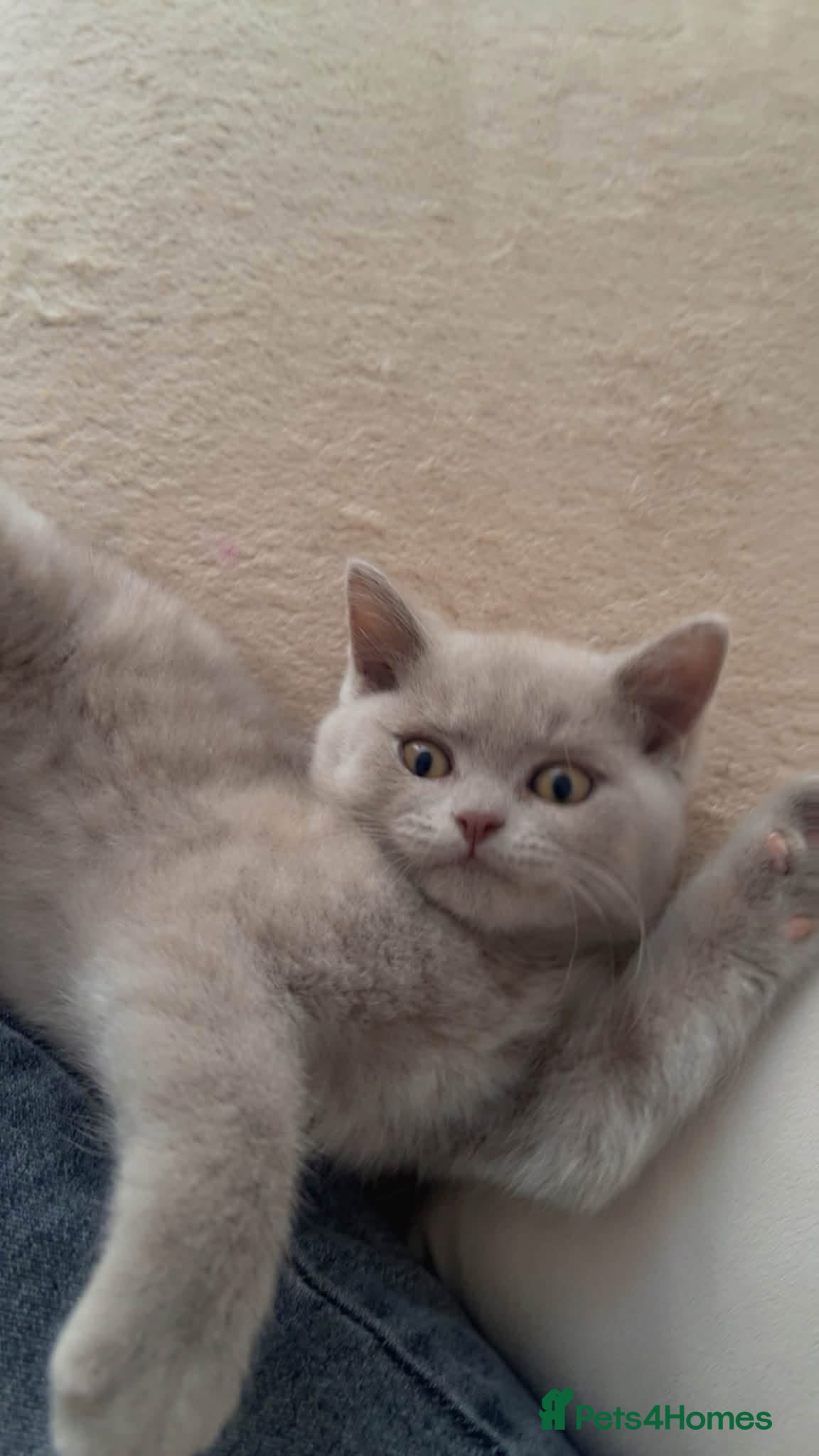 British Shorthair cats Blue & Lilac British Shorthair kittens - Advert 18