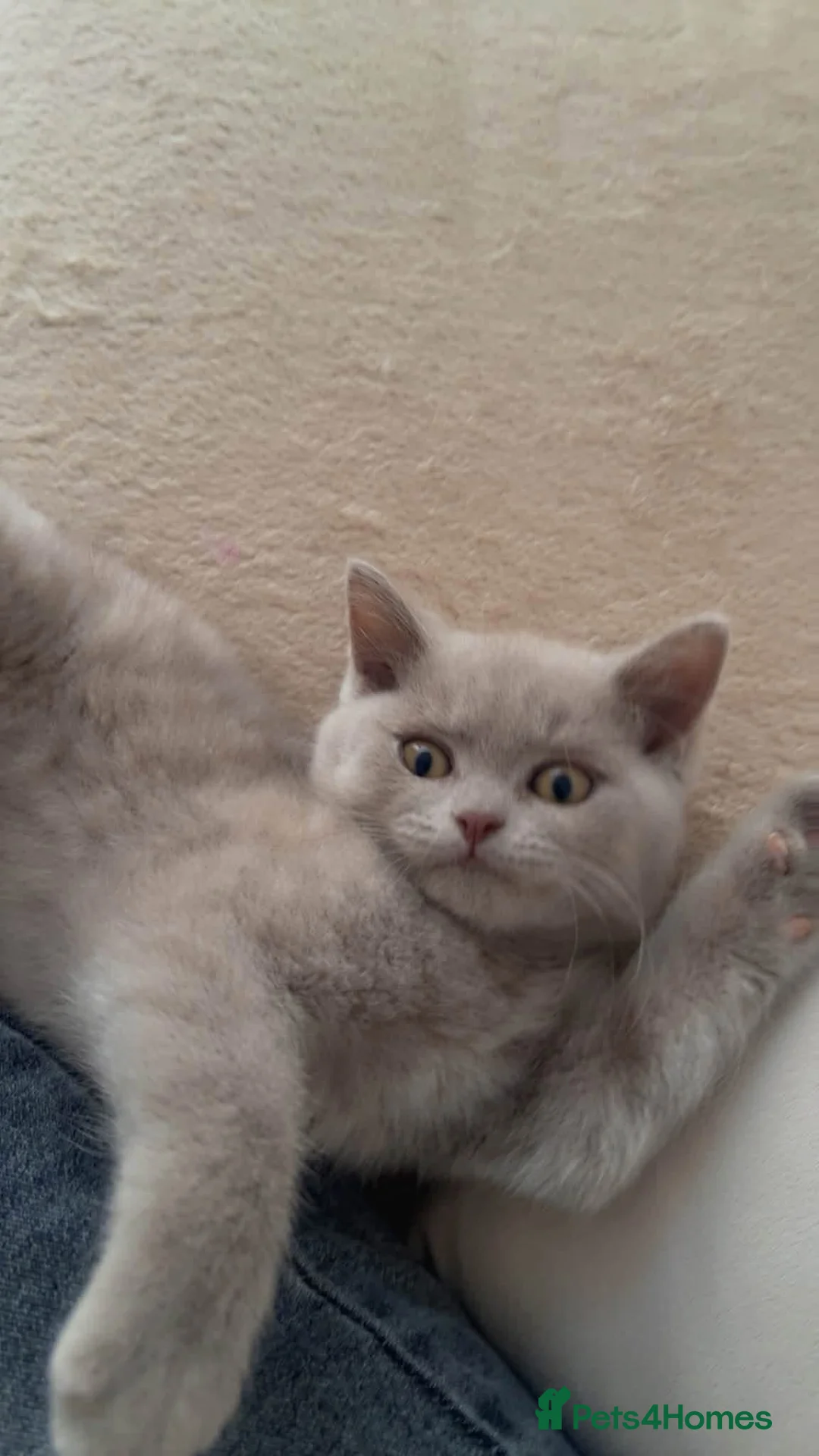 British Shorthair cats for sale: Blue & Lilac British Shorthair kittens - Advert 1