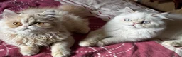 Persian cats for sale: Vaccinated 4 Beautiful Persian Chinchilla Kittens  - Advert 15