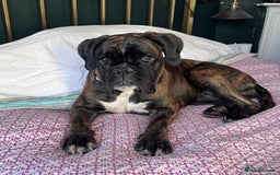 Boxer dogs for sale: ⭐️ HEALTH CHECKED KC REG ⭐️ - Image 3