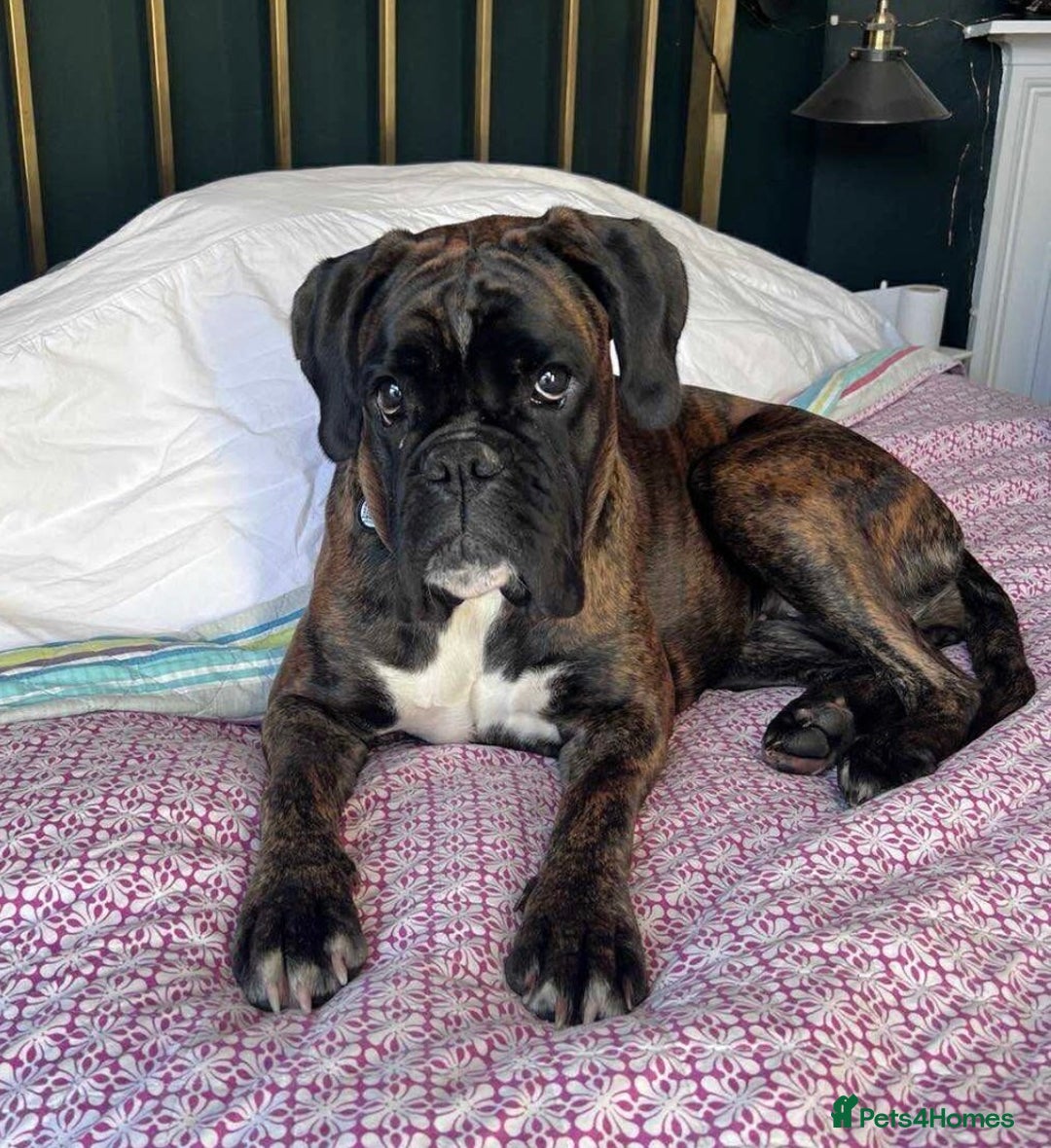 Boxer dogs for sale: ⭐️ HEALTH CHECKED KC REG ⭐️ - Image 3