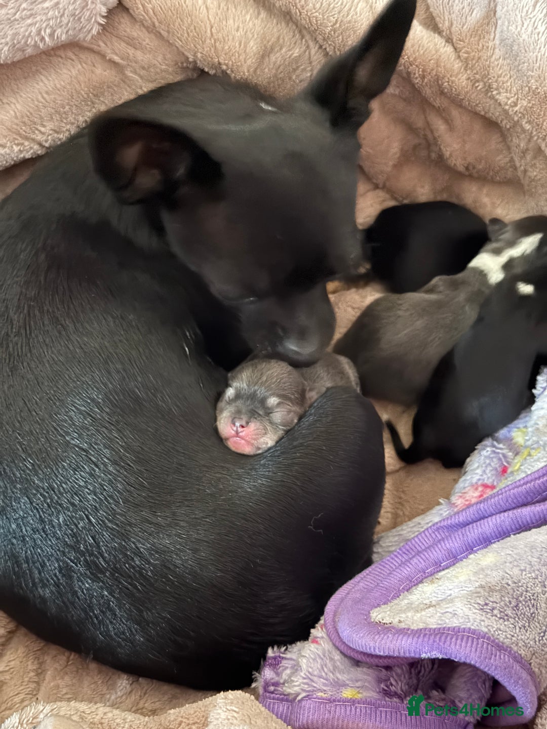 Chihuahua dogs for sale: Tiny Black & Tan Chihuahua Boy – Ready 14th Oct - Image 8