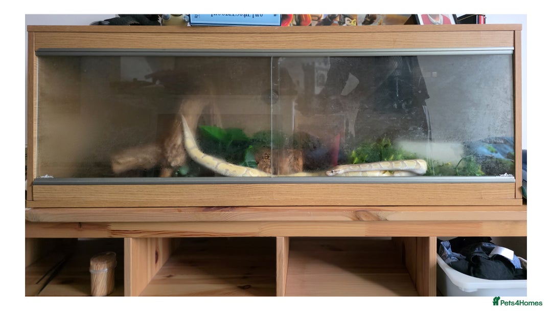 Snake reptiles for sale: Ball Python - Banana fire 100% Het clown (M) - Image 3