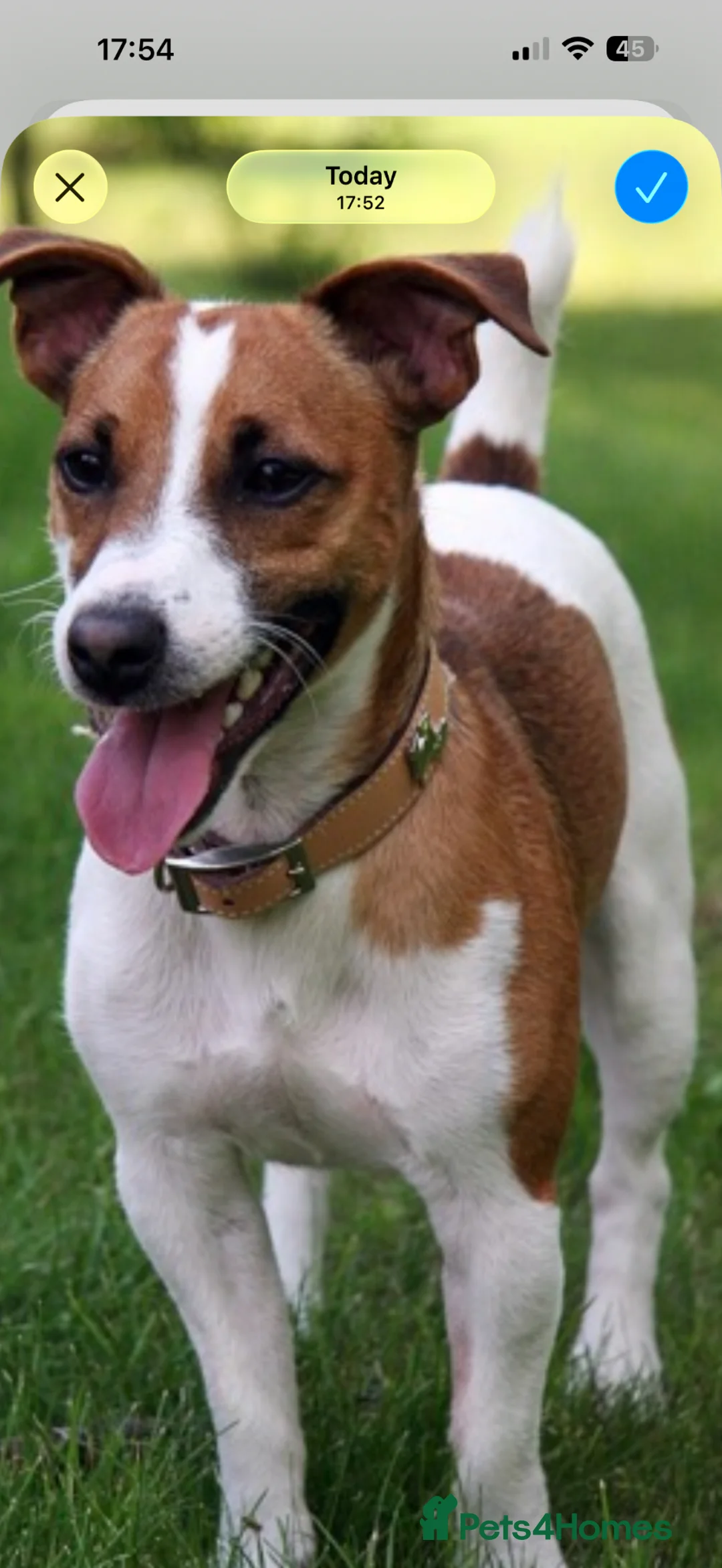 Jack Russell dogs for sale: Long haired Jack Russell  - Advert 6