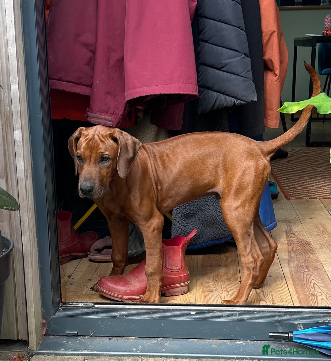 Rhodesian Ridgeback dogs for sale: Rhodesian Ridgeback 1 pup left in Lostwithiel - Image 2