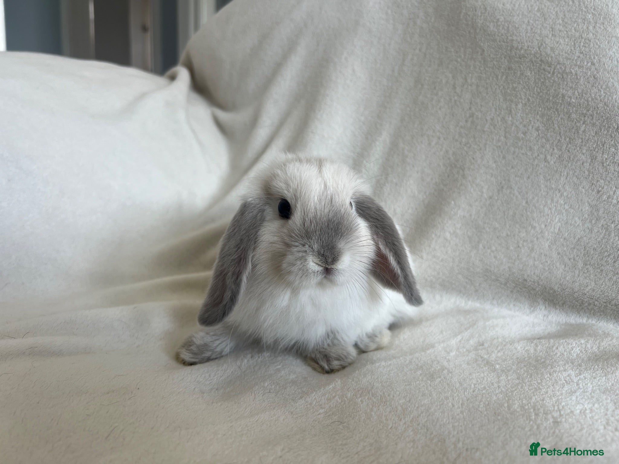 Mini Lop rabbits Mini Lops Ready to Leave Now - Advert 1