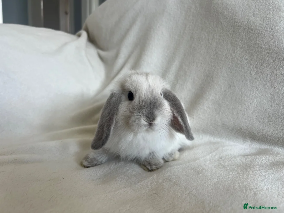 Mini Lop rabbits for sale: Mini Lops Ready to Leave Now - Advert 1